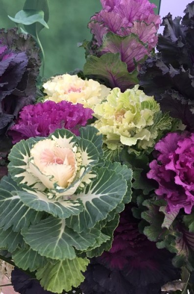 346.800 Brassica ol. F1 Oôs Joôs mixed wr21a82695